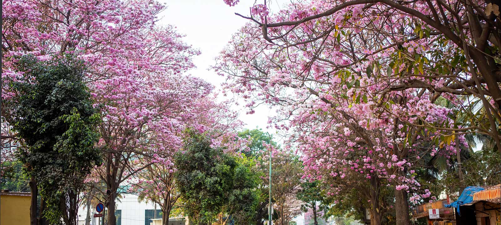  Shillong Cherry Blossom Festival 2025  